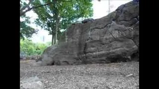 Parkour in Central Park: Wall Vault Practice