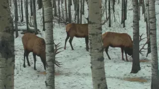 Big Estate Elk in Saskatchewan at the Silvertine Ranch