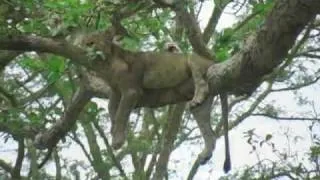 Tree Climbing Lions of Uganda