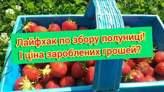 ФінляндіяРАБОТА/ ЛАЙФХАК/ ЗБИРАННЯ ПОЛУНИЦІ/ ФІНЛЯНДІЯ/ ЦІНА ЗАРОБЛЕНИХ ГРОШЕЙ?