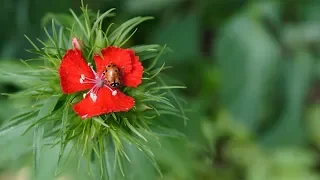 Grow Ceres | Pest Management in a Passive Solar Colorado Greenhouse