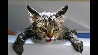 кот принимает душ  the cat is taking a shower