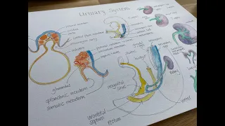 Lockdown Embryology with Prof Alice Roberts #14: Urinary System