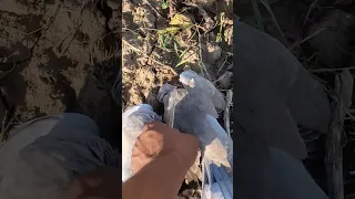 Big Dove Catch #dovehunting #airgun #ytshorts #youtubeshorts #