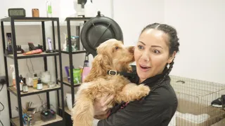 Dog Grooming: How to introduce puppies to grooming | Tips