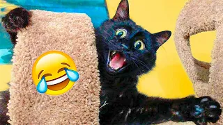 Funny Cat Scares Of Ordinary Things 😻 Cute And Funny Cat Reactions #woamew