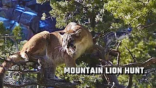 MOUNTAIN LION HUNT