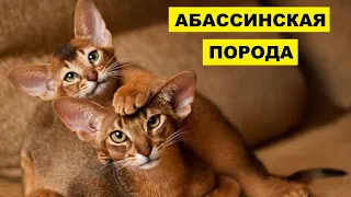 Абиссинская кошка плюсы и минусы породы | Породы кошек | Абиссинская порода кошек