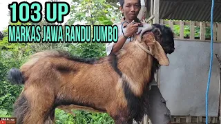 EMPAT EKOR JAWA RANDU SUPER JUMBO