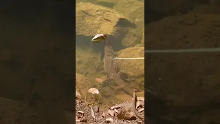 Mertens' water monitor goes for a swim #reptiles #watermonitor #northernterritory #australia