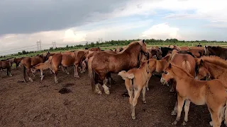 Коні Ваговози. ФЕРМЕРСЬКЕ ГОСПОДАРСТВО " МІНРЕ ГРАСТА"!!!