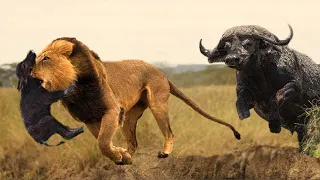 THE BUFFALO IS IN ACTION! Buffalo vs Lion Crocodile Rhino Hippo