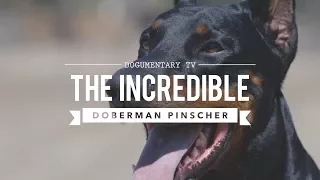 THE INCREDIBLE EUROPEAN DOBERMAN PINSCHERS
