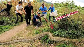 While Go To Work Group of People Meet Very Big Snake | Mike Vlogs