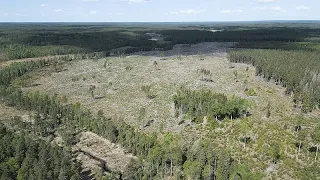 'It's a carbon bomb': Exploring Sweden's foresting industry