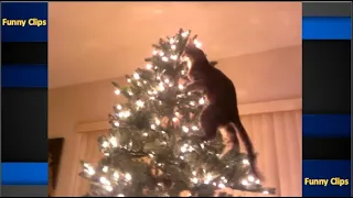 🐱🎄 Funniest videos cats vs kittens to climb into Christmas tree 🎄🐱 Funny cat videos 🐱