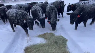 Herd Quitter Minute - The Cost Of Feeding Hay