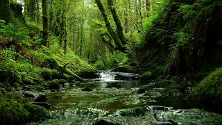 CALMING FOREST SOUNDS, BUBBLING STREAM AND RELAXING BIRDSONG FOR SLEEP AND STRESS RELIEF