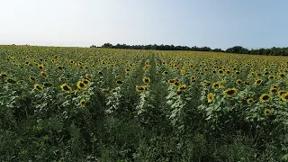 Double "crop" sunflowers