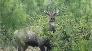 South Texas Nilgai Hunting 2019 (King Ranch)