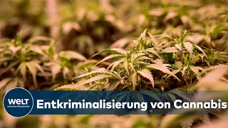 CANNABIS LEGALISIERUNG: Lauterbach und FDP sehen massiven Reformbedarf bei Drogenpolitik