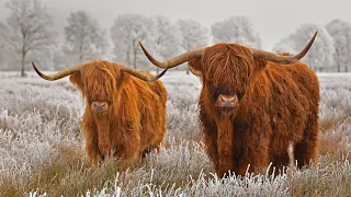 Хайлендская корова (Highland cattle)