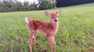 You can't catch me! Fawn.