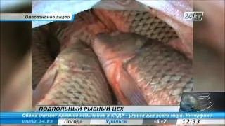 Подпольный рыбный цех