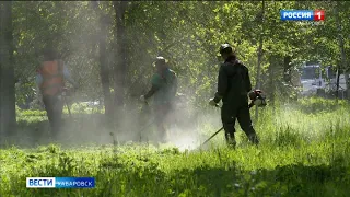 Более тысячи гектаров травы пустят «под нож» в Хабаровске