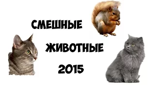 Смешные животные!!! 2015!!! NEW!!!