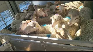 Overcrowded sheeptruck in France 2022, one sheep with broken leg and trampled.