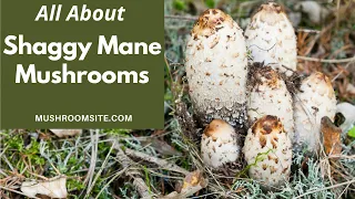 Shaggy Mane Mushrooms: Everything You Need to Know