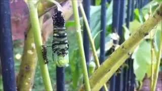 A Monarch Caterpillar turning into  chrysalis in real time.