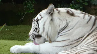 White Tiger at Loro Parque, Tenerife