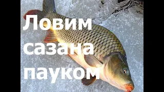 Ловим сазана зимой на паук. Catching carp in winter on a spider