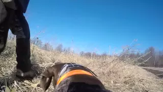 German Shorthaired Pointer in Slo Mo on a pheasant
