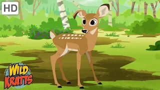Where Is Buckaroo? | Search for the Missing White-Tailed Deer | Wild Kratts