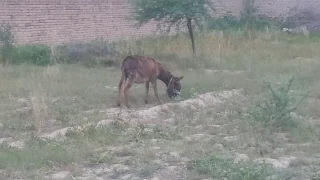 donkey Eating grass in My Village 2019