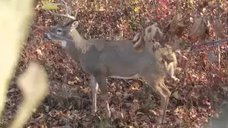 Deer Hunting the Rut in Missouri