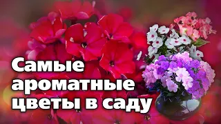 Новинки флоксов.  Рекомендации по выращиванию