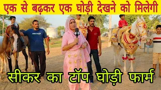 सीकर का सबसे बड़ा घोड़ी फार्म कंवरपुरा जाचास (सीकर) || kesar burdak new video