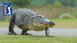 Rickie Fowler, Beef and a LOT of Alligators | 2017 Zurich Classic