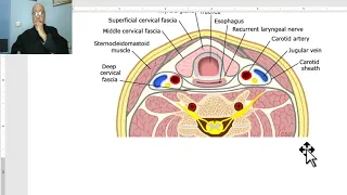 Anatomy of head and neck module in Arabic 66 (Cervical part of trachea and esophagus) , Dr. Wahdan