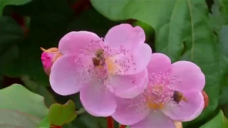 Escuela de las abejas-Maceo, Antioquia