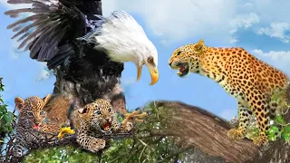 Aghast! Mother Leopard Risks Her Life Chasing Eagles To Rescue Her Poor Cub | Wildlife Life