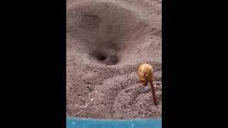 Ant Lion Digging a Pitfall