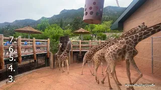 World Giraffe Day Guessing Game