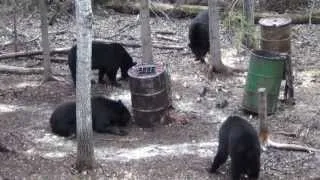 Saskatchewan Black Bear Hunt 2013 w/ Sask Can Outfitters