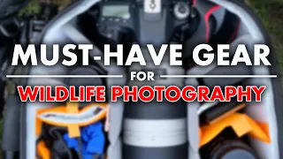 MUST-HAVE Gear for Wildlife Photography