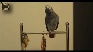 Funny Parrots Videos Compilation cute moment of the animals - Cutest Parrots #2- 🐶Pets Lover -